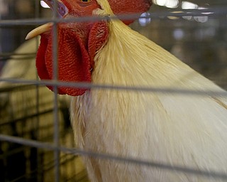 A rooster crows at stop #2 of the Ag-Venture at the 171st Canfield Fair, Saturday, Sept. 2, 2017, at the Canfield Fairgrounds in Canfield...(Nikos Frazier | The Vindicator)
