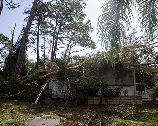 A tree rests on a home after Hurricane Irma passed through Estero, Fla., Monday, Sept. 11, 2017. (Nicole Raucheisen/Naples Daily News via AP)
