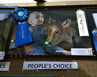 The Columbiana Street Fair 2017 “People’s Choice” photo contest winner titled “Udderly Cute” was entered by Emma Bailer.