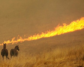 Flames from a wildfire approach a pair of horses in a field Monday, Oct. 9, 2017, in Napa, Calif. Wildfires whipped by powerful winds swept through Northern California early Monday, sending residents on a headlong flight to safety through smoke and flames as homes burned. (AP Photo/Rich Pedroncelli)