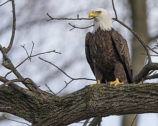 A bald eagle sits perched in a tree Monday, Feb. 20, 2017, near the St. Joseph River in South Bend, Ind. (Robert Franklin/South Bend Tribune via AP)