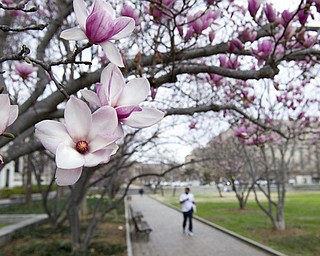 Tulip Magnolia trees bloom in Washington, Tuesday, Feb. 28, 2017. Crocuses, cherry trees, magnolia trees are blooming several weeks early because of an unusually warm February. Some climate experts say it looks like, because of an assist from global warming, spring has sprung what may be record early this year in about half the nation. (AP Photo/Cliff Owen)