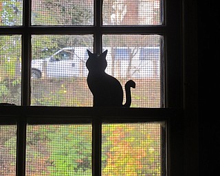 Neighbors | Zack Shively.The staff for Mill Creek Metroparks hid cut outs of black cats throughout the mill. The children searched on all three floors for the cats and tallied how many the staff hid.