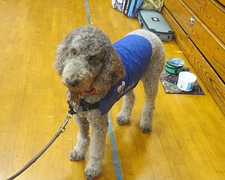 Neighbors | Zack Shively.Pawz For People do a number of helpful events to help alleviate stress. For example, they go to the Cleveland Airport to calm the nerves of travelers. They also go to schools so struggling and shy readers can read to the dogs without any worries.