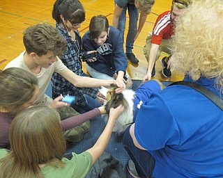Neighbors | Zack Shively.Austintown Fitch High School students went to the small gym between classes to pet the dogs. Some teachers brought down classes to the small gym, too. The students donated a dollar to the organization.