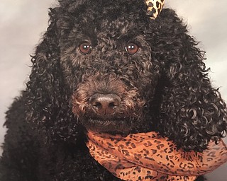 Liberty Local School District has added Pawss to its staff. Pawss is the district’s therapy dog and was named as such because the school’s focus is on positive behavioral support and interventions and PAWSS is the acronym that is used. Pawss is on campus every day and spends time with students when they are overwhelmed, angry or sad. The students also may read to her.