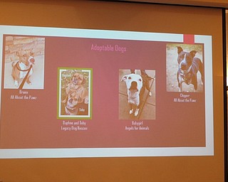 Neighbors | Zack Shively.Librarian Mallory Wiand put on a slideshow of dogs that are up for adoption from local animal shelters. The dog toys they made at the event were dontaed to local animal shelters.