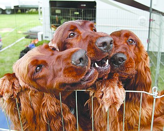     ROBERT K. YOSAY  | THE VINDICATOR..AKC 2017 Steel Valley Cluster: Dog show competition and diving competition...sisters.. three irish setters...    Sedona Paige Annie -  all irish setters   owned by Skip Debbie Lawrence