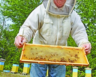     ROBERT K. YOSAY  | THE VINDICATOR..the Columbiana and Mahoning County BeekeperÕs Association.These local hobbyists sell beeswax and honey products, keep the bee population intact and are always at the Canfield Fair - Bruce Zimmer in Berlin Station and his bee's..Bruce Zimmer works and checks on his hives ..looking at a comb that collects the nectar thats turned into honey by the bees
