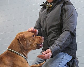 William D. Lewis the vindicator   Janet Miklas of Austintown and a Friends of Fido volunteer shares a moment with Ellen, a dog at the Mahoning County Dog Pound 1-19-18.