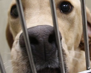 William D. Lewis the vindicator   Marley, a Yellow Lab mix at the Mahoning County Dog Pound 1-19-18.