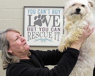 William D. Lewis the vindicator  Trish Collins of Poland and Friends of Fido president shares a moment with Chad, a Maltese mix at the Mahoning County Dog Pound 1-19-18.