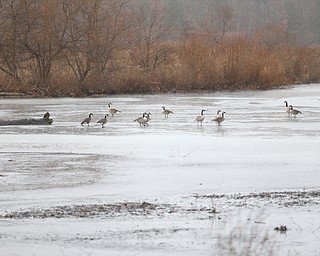 Canadian Geese sit on the remains of the ice covering on Lake Newport, Thursday, Jan. 11, 2018, in Mill Creek Park. ..(Nikos Frazier | The Vindicator)