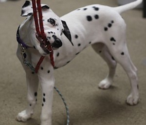 Daisy chews on a rope while playing with Firefighter Fred Behnke, Friday, Jan. 26, 2018, at the Eagle Joint Fire District in Hubbard...(Nikos Frazier | The Vindicator)