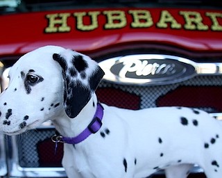 Daisy the fire dog