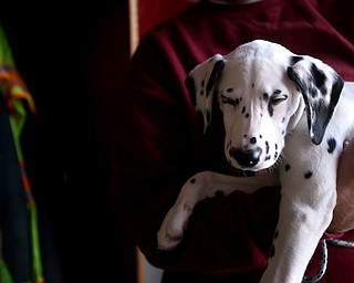 Firefighter Fred Behnke holds Daisy, Friday, Jan. 26, 2018, at the Eagle Joint Fire District in Hubbard...(Nikos Frazier | The Vindicator)