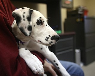 Firefighter Fred Behnke holds Daisy, Friday, Jan. 26, 2018, at the Eagle Joint Fire District in Hubbard...(Nikos Frazier | The Vindicator)