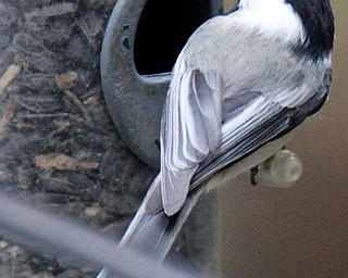 William D Lewis the Vindicator   A black capped chickadee feeds near the Ford Nature Center in Mill Creek Park.