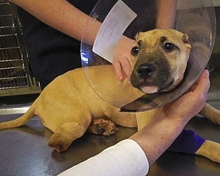 This 2013 photo provided by Nassau County SPCA shows a 7-month-old pit bull called Miss Harper, whose ears and leg were cut off in a botched operation by a veterinary technician unlicensed to do surgery. The dog’s owners and the technician were convicted of felony animal cruelty, and the case inspired passage of a law establishing an animal abuser registry in Nassau County. Legislation is being proposed that would treat animal abusers like sex offenders in New York, with their names and faces in a public online registry.