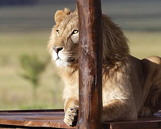 A 4-year-old lion named Simba, who was rescued from Syria by the animal rights group Four Paws, is released into an enclosure at the Lionsrock Lodge and Big Cat Sanctuary in Bethlehem, South Africa‎ in Bethlehem, South Africa on Monday, Feb. 26, 2018. Two lions rescued from neglected zoos in war zones in Iraq and Syria were transported to South Africa on Monday to live at a sanctuary with other animals that survived harsh conditions in captivity elsewhere in the world. 