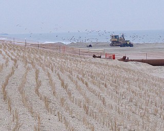 This March 1, 2018 photo shows a bulldozer disturbing a flock of sea birds on a newly widened beach in Mantoloking, N.J., hours before a powerful coastal storm was due to hit the area. Federal officials say there's no guarantee that sand washed away from the as-yet unfinished project over the next two days will be replaced. (AP Photo/Wayne Parry)