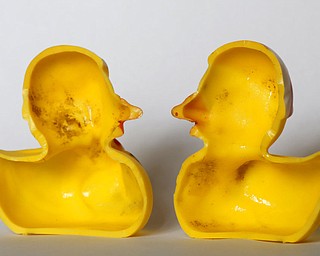 The March 27, 2018, photo shows the inside of a rubber duck after it was cut open for the photo in Nauen, Germany. Swiss researchers say the cute, yellow bath-time friends harbor a dirty secret: Microbes are swimming inside. The Swiss Federal Institute of Aquatic Science and Technology says researchers turned up “dense growths of bacteria and fungi” on the insides of toys such as rubber ducks and crocodiles.