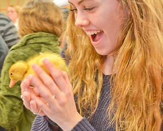 Hannah Ryan, 17, experiences the pure joy of holding a baby chick at the Marian Assisted Living Center at Mercy's Assumption Village campus in North Lima on Saturday March 31, 2018.  Ryan was one of many Boardman High School students who were volunteering for National Honors Society hours.

Photo by Scott Williams - The Vindicator.