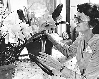 LOVING CARE: Betty Page pampers a few of the more than 100 orchid plants she and her husband, Ward, are growing at the Sodum-Hutchings Road home in Liberty Township.  Mrs. Page is hoping to start an orchid growing club in the area.

Photo by Lloyd S. Jones - The Vindicator