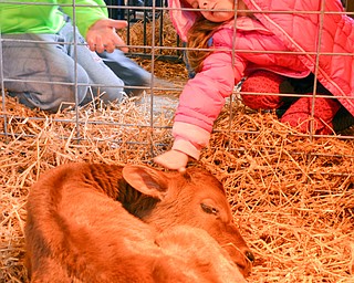 Paisley Petrosky, 5, reaches through the fence to pet a young calf at Mill Creek MetroParks' annual Farm Animal Baby Shower at the MetroParks Farm in Canfield on Sunday April 8, 2018.  Paisley attended the event with her mom Lori Pace of Howland.

Photo by Scott Williams - The Vindicator