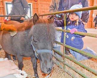 Emily Wojtowicz, 3, pets a miniature horse at Mill Creek MetroParks' annual Farm Animal Baby Shower at the MetroParks Farm in Canfield on Sunday April 8, 2018.  Emily is the daughter of Becky and Eric Wojtowicz of Girard, and attended the event with her sister Madeline, 3, and Matthew, 8.

Photo by Scott Williams - The Vindicator