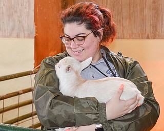 Natalie DelSignore, a volunteer with Jr. Fair Board, from Poland, had the job of holding a baby goat so others were able to pet him at Mill Creek MetroParks' annual Farm Animal Baby Shower at the MetroParks Farm in Canfield on Sunday April 8, 2018.

Photo by Scott Williams - The Vindicator