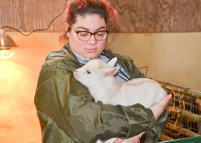 Natalie DelSignore, a volunteer with Jr. Fair Board, from Poland, had the job of holding a baby goat so others were able to pet him at Mill Creek MetroParks' annual Farm Animal Baby Shower at the MetroParks Farm in Canfield on Sunday April 8, 2018.

Photo by Scott Williams - The Vindicator