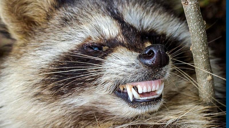 Tests showed the "zombie-like" raccoons killed by Youngstown police had distemper.