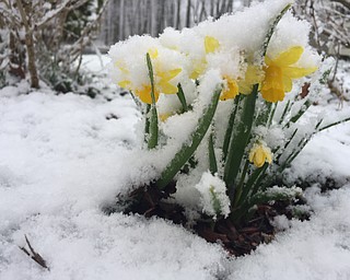 Even though spring arrived one month ago, it looks more like winter around the Mahoning Valley as more than an inch of snow fell this morning, covering all the spring flowers.