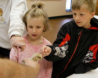 L-R) Grace (6) and Patrick (7) Reardon of North Canton pet a chicken during the Kite Festiival at the Mill Creek Metro Parks Farm in Canfield on Saturday morning.   

4/28/18

Dustin Livesay  |  The Vindicator  

Mill Creek Park