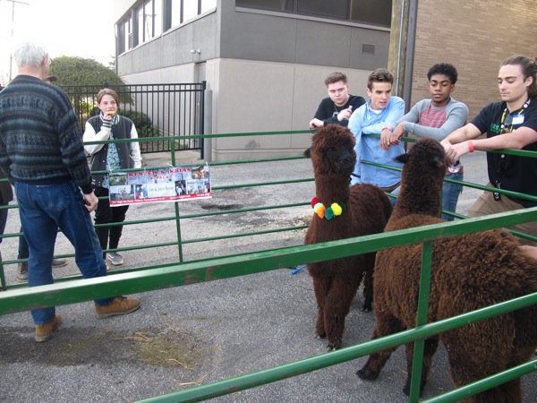 Neighbors | Zack Shively.Ursuline brought in some outside organizations to the fiesta, including dancers from Slippery Rock and Kester's Krias Alpacas from the Kester's farm in Pulaski, PA.