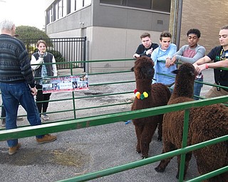 Neighbors | Zack Shively.Ursuline brought in some outside organizations to the fiesta, including dancers from Slippery Rock and Kester's Krias Alpacas from the Kester's farm in Pulaski, PA.