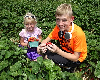 Siblings, Kylee (7) and Logan (12) Wolfe of East Liverpool pick strawberries together during the Strawberry Festival at White House Fruit Farms in Canfield on Sunday afternoon.  Dustin Livesay  |  The Vindicator  6/17/18  Canfield.