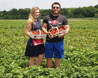 Kara Pirko (left) and Steven Yuhasz both of Lake Milton made a date out of picking strawberries during the Strawberry Festival at White House Fruit Farms in Canfield on Sunday afternoon.  Dustin Livesay  |  The Vindicator  6/17/18  Canfield.
