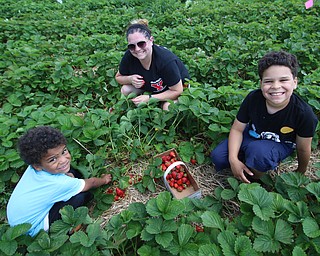 Ethan (3,left) and Antonio (9,right) McNutt pick strawberries with their mom Ariel McNutt all of Boardman during the Strawberry Festival at White House Fruit Farms in Canfield on Sunday afternoon.  Dustin Livesay  |  The Vindicator  6/17/18  Canfield.