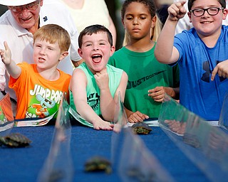 From left, George Kolesar of Boardman, Noah Belgin, 8, of Boardman, John Crilley, 6, of Lowellville, Cole Wildes, 9, of Lowellville and Connor Crilley, 8, of Lowellville, watch and cheer on turtles in the fourth race of the Youngstown Lions Club’s 57th Turtle Derby in Lowellville on Monday. 