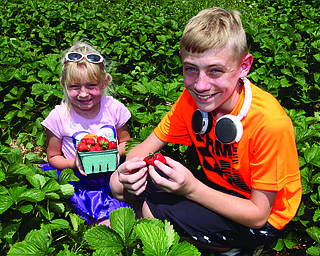 Siblings Kylee,  7, and Logan, 12, Wolfe  of Calcutta in Columbiana County pick strawberries during the Strawberry Festival at White House Fruit Farm on Youngstown-Salem Road, Canﬁ eld, on Sunday.  The Beaver Local Schools students collected dozens of bright-red strawberries in a 20-foot section of a single row of plants.  