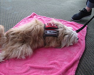 Neighbors | Jessica Harker .Roxie the service dog is pictured laying down at the Poland library while awaiting the first scheduled reader for June 19.