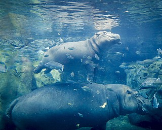 In this Tuesday, June 26, 2018 photo, Fiona, a baby Nile Hippopotamus, above, swims above her mother Bibi in their enclosure at the Cincinnati Zoo & Botanical Garden, in Cincinnati. The Cincinnati Zoo's globally famous premature hippo does more than help sell T-shirts, bobbleheads and ice cream. She is becoming a teaching tool in classrooms and libraries and subject of a series of books with the latest by the zoo's director Thane Maynard. (AP Photo/John Minchillo)