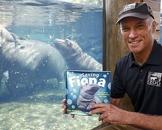 In this Tuesday, June 26, 2018 photo, Cincinnati Zoo & Botanical Garden Thane Maynard poses for a photograph beside the enclosure of Fiona, their baby Nile Hippopotamus, in Cincinnati. The Cincinnati Zoo's globally famous premature hippo does more than help sell T-shirts, bobbleheads and ice cream. She is becoming a teaching tool in classrooms and libraries and subject of a series of books with the latest by Maynard. (AP Photo/John Minchillo)