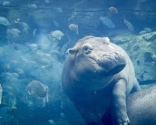 In this Tuesday, June 26, 2018 photo, Fiona, a baby Nile Hippopotamus swims in her enclosure at the Cincinnati Zoo & Botanical Garden, in Cincinnati. The Cincinnati Zoo's globally famous premature hippo does more than help sell T-shirts, bobbleheads and ice cream. She is becoming a teaching tool in classrooms and libraries and subject of a series of books with the latest by the zoo's director Thane Maynard. (AP Photo/John Minchillo)