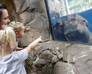 In this Tuesday, June 26, 2018, photo, Fiona, a baby Nile Hippopotamus sleeps as visitors stop by her enclosure at the Cincinnati Zoo & Botanical Garden in Cincinnati. The Cincinnati Zoo's globally famous premature hippo does more than help sell T-shirts, bobbleheads and ice cream. She is becoming a teaching tool in classrooms and libraries and subject of a series of books with the latest by the zoo's director Thane Maynard. (AP Photo/John Minchillo)