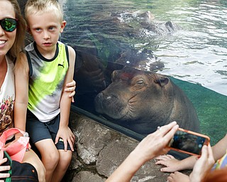 In this Tuesday, June 26, 2018 photo, Fiona, a baby Nile Hippopotamus sleeps in her enclosure as visitors pose for photographs at the Cincinnati Zoo & Botanical Garden, in Cincinnati. The Cincinnati Zoo's globally famous premature hippo does more than help sell T-shirts, bobbleheads and ice cream. She is becoming a teaching tool in classrooms and libraries and subject of a series of books with the latest by the zoo's director Thane Maynard. (AP Photo/John Minchillo)