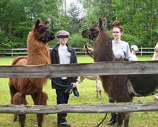 Neighbors | Zack Shively.Boardman Park also celebrated the Boardman Community Day on June 2 at the Southern Park Stables. The remote station of the park had wagon rides to the administration building, a petting zoo and animal shows. Pictured are Tadhg and Morgen Donnelly with their llamas.