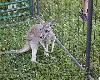 Neighbors | Abby Slanker.Felger Exotics brought Emmy the kangaroo for children and adults to pet during the Traveling Petting Zoo fundraiser hosted by Canfield Dollar General on June 30. All proceeds from the petting zoo benefited Canfield Operation Blessing.